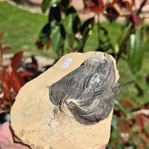 Echter Trilobit auf Muttergestein - Fossil aus Marokko – ca. 350 Mio. J., handpräpariert 11x10x5cm Nr. 15