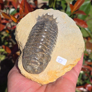 Echter Trilobit auf Muttergestein - Fossil aus Marokko – ca. 350 Mio. J., handpräpariert 11x10x6cm Nr. 12.