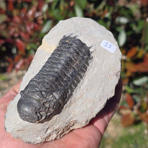 Echter Trilobit auf Muttergestein - Fossil aus Marokko – ca. 350 Mio. J., handpräpariert 12x8x5cm Nr. 35