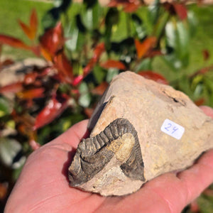 Echter Trilobit auf Muttergestein - Fossil aus Marokko – ca. 350 Mio. J., handpräpariert 13x8x5cm Nr. 24 in Hand