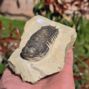 Echter Trilobit auf Muttergestein - Fossil aus Marokko – ca. 350 Mio. J., handpräpariert 13x9x5cm Nr. 25