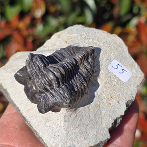 Echter Trilobit auf Muttergestein - Fossil aus Marokko – ca. 350 Mio. J., handpräpariert 8x7x5cm Nr. 55