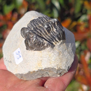 Echter Trilobit auf Muttergestein - Fossil aus Marokko – ca. 350 Mio. J., handpräpariert 8x7x5cm Nr. 53
