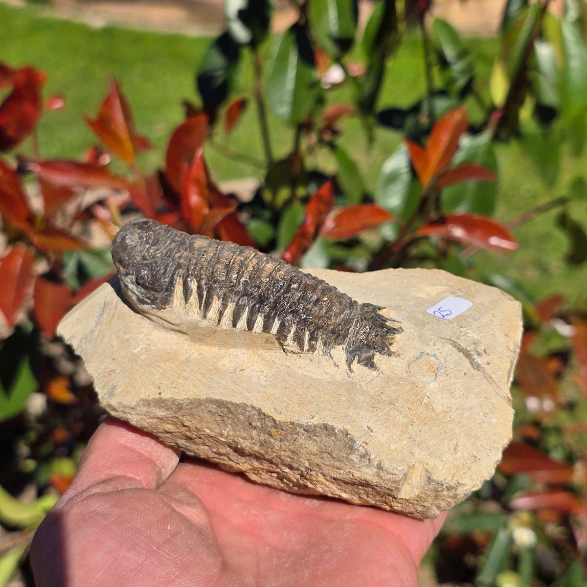 Echter Trilobit auf Muttergestein - Fossil aus Marokko – ca. 350 Mio. J., handpräpariert 13x9x5cm Nr. 25.