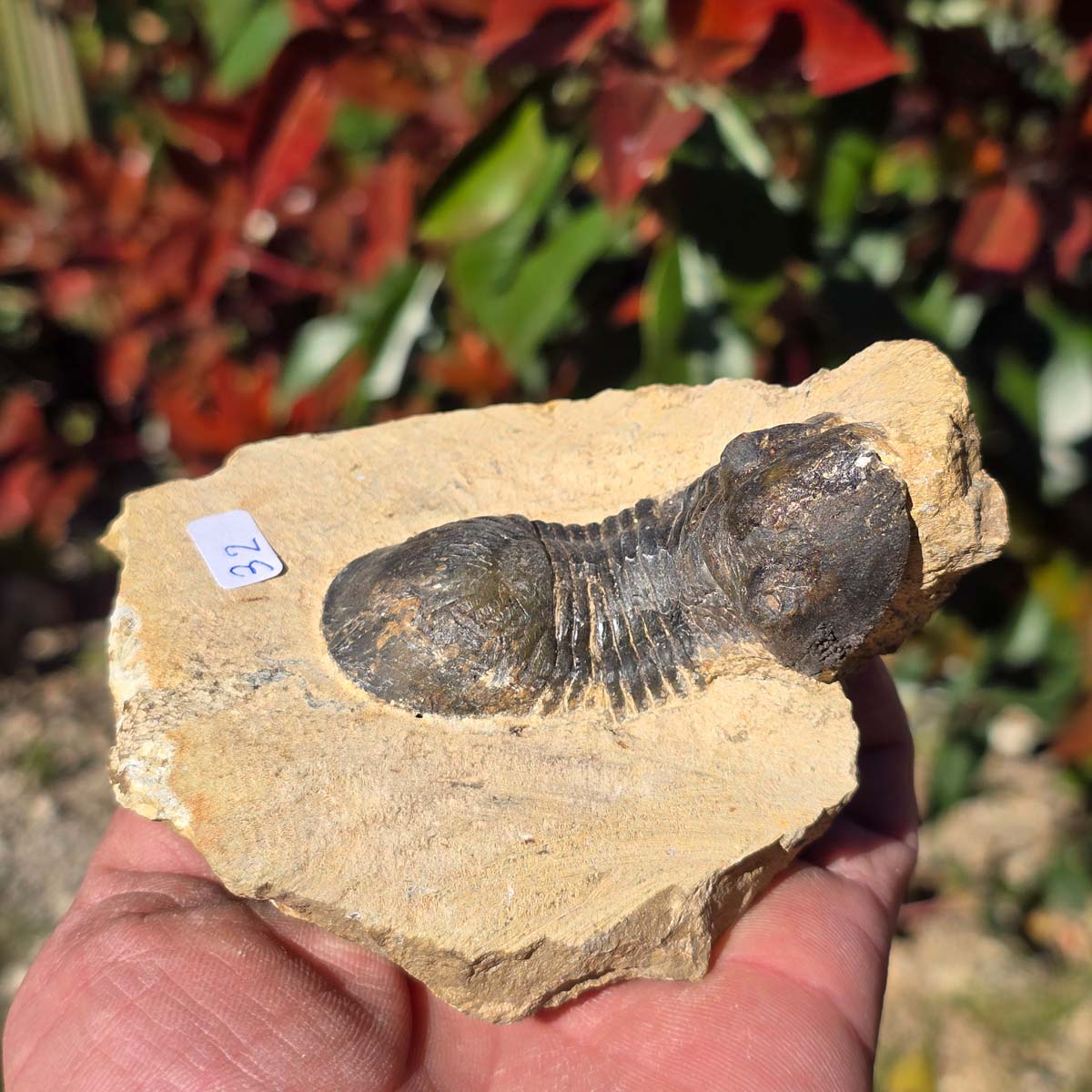 Echter Trilobit auf Muttergestein - Fossil aus Marokko – ca. 350 Mio. J., handpräpariert 10x9x5cm Nr. 32