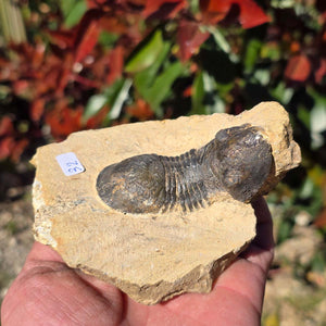 Echter Trilobit auf Muttergestein - Fossil aus Marokko – ca. 350 Mio. J., handpräpariert 10x9x5cm Nr. 32