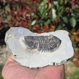 Echter Trilobit auf Muttergestein - Fossil aus Marokko – ca. 350 Mio. J., handpräpariert 12x8x5cm Nr. 33