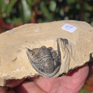 Echter Trilobit auf Muttergestein - Fossil aus Marokko – ca. 350 Mio. J., handpräpariert 10x7x4cm Nr. 49.