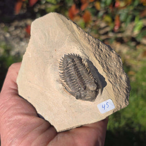 Echter Trilobit auf Muttergestein - Fossil aus Marokko – ca. 350 Mio. J., handpräpariert 10x10x5cm Nr. 45 in Hand