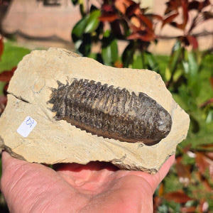 Echter Trilobit auf Muttergestein - Fossil aus Marokko – ca. 350 Mio. J., handpräpariert 13x9x5cm Nr. 25