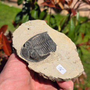 Echter Trilobit auf Muttergestein - Fossil aus Marokko – ca. 350 Mio. J., handpräpariert 12x9x5cm Nr. 16.