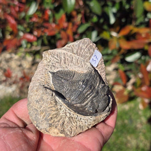 Echter Trilobit auf Muttergestein - Fossil aus Marokko – ca. 350 Mio. J., handpräpariert 8x7x5cm Nr. 37 in der Hand.