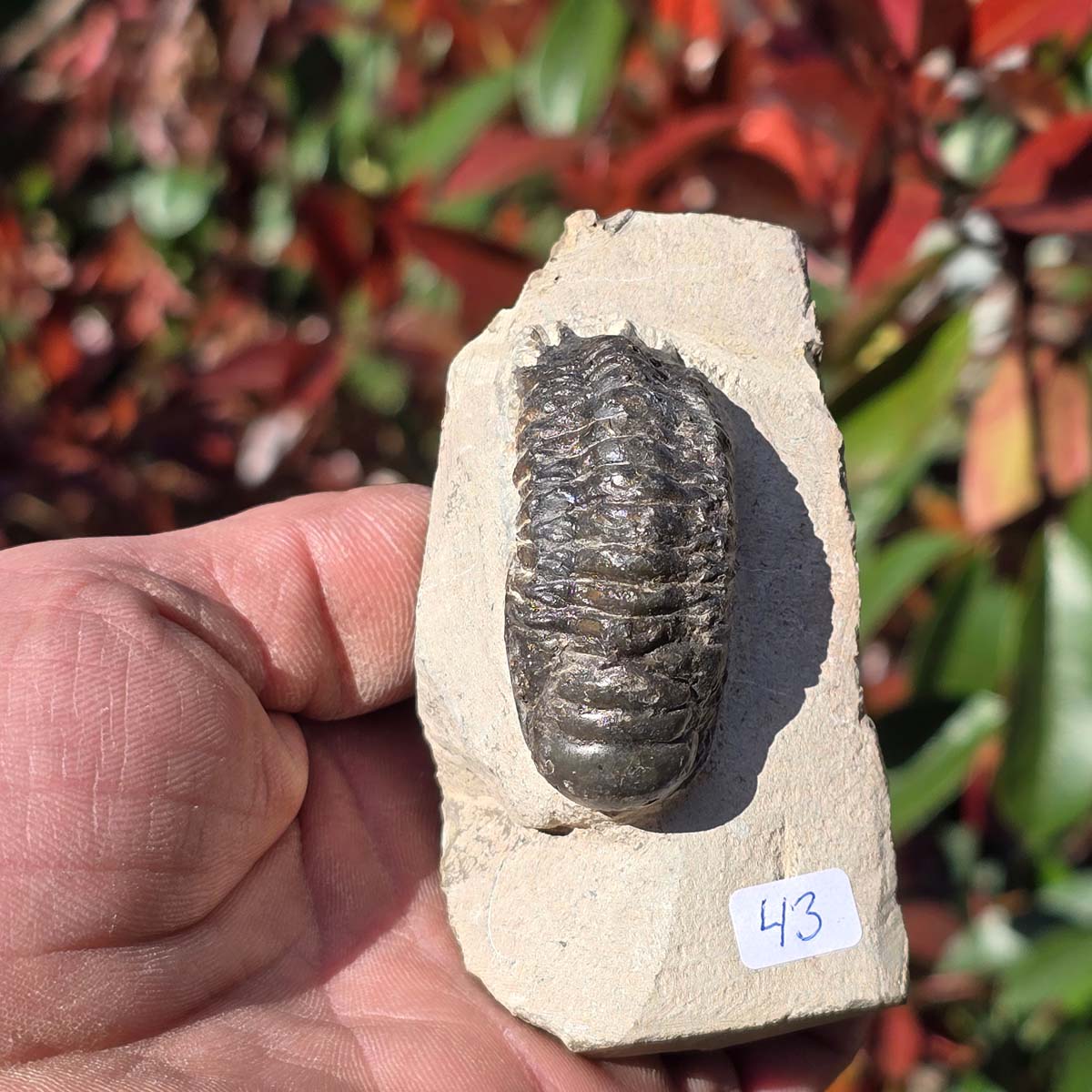Echter Trilobit auf Muttergestein - Fossil aus Marokko – ca. 350 Mio. J., handpräpariert 9x5x4cm Nr. 43 in handgehaltener Aufnahme.