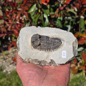 Echter Trilobit auf Muttergestein - Fossil aus Marokko – ca. 350 Mio. J., handpräpariert 12x8x5cm Nr. 33