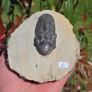 Echter Trilobit auf Muttergestein - Fossil aus Marokko – ca. 350 Mio. J., handpräpariert 13x11x6cm Nr. 6.
