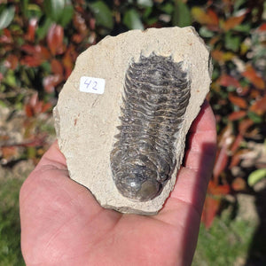 Echter Trilobit auf Muttergestein - Fossil aus Marokko – ca. 350 Mio. J., handpräpariert 10x7x5cm Nr. 42.
