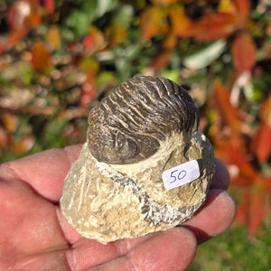 Echter Trilobit auf Muttergestein - Fossil aus Marokko – ca. 350 Mio. J., handpräpariert 6x5x3cm Nr. 50