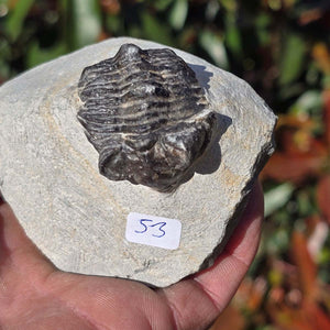 Echter Trilobit auf Muttergestein - Fossil aus Marokko – ca. 350 Mio. J., handpräpariert 8x7x5cm Nr. 53.