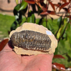 Echter Trilobit auf Muttergestein - Fossil aus Marokko – ca. 350 Mio. J., handpräpariert 10x6x5cm Nr. 21.