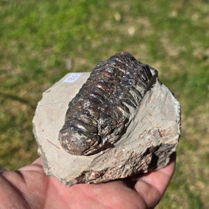 Echter Trilobit auf Muttergestein - Fossil aus Marokko – ca. 350 Mio. J., handpräpariert 10x7x4cm Nr. 30.