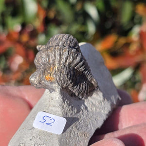Echter Trilobit auf Muttergestein - Fossil aus Marokko – ca. 350 Mio. J., handpräpariert 9x4x5cm Nr. 52
