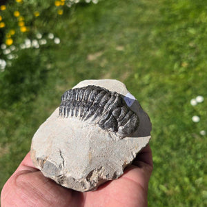 Echter Trilobit auf Muttergestein - Fossil aus Marokko – ca. 350 Mio. J., handpräpariert 10x9x6cm Nr. 2
