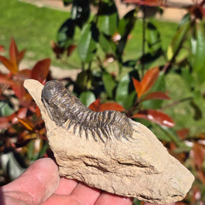 Echter Trilobit auf Muttergestein - Fossil aus Marokko – ca. 350 Mio. J., handpräpariert 12x7x6cm Nr. 18