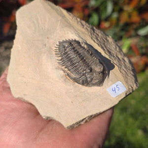 Echter Trilobit auf Muttergestein - Fossil aus Marokko – ca. 350 Mio. J., handpräpariert 10x10x5cm Nr. 45.