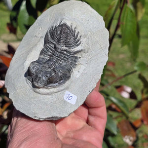 Echter Trilobit auf Muttergestein - Fossil aus Marokko – ca. 350 Mio. J., handpräpariert 11x8x6cm Nr. 10 in Hand