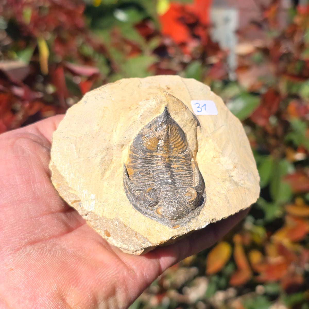 Echter Trilobit auf Muttergestein - Fossil aus Marokko – ca. 350 Mio. J., handpräpariert 9x9x5cm Nr. 31