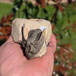 Echter Trilobit auf Muttergestein - Fossil aus Marokko – ca. 350 Mio. J., handpräpariert 13x8x5cm Nr. 24 in Hand