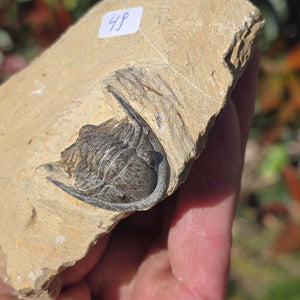 Echter Trilobit auf Muttergestein - Fossil aus Marokko – ca. 350 Mio. J., handpräpariert 10x7x4cm Nr. 49