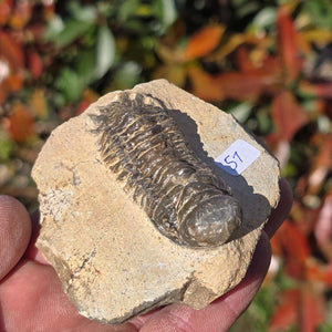 Echter Trilobit auf Muttergestein - Fossil aus Marokko – ca. 350 Mio. J., handpräpariert 7x7x4cm Nr. 51