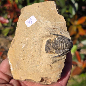 Echter Trilobit auf Muttergestein - Fossil aus Marokko – ca. 350 Mio. J., handpräpariert 10x7x4cm Nr. 49