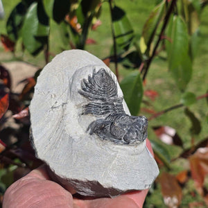 Echter Trilobit auf Muttergestein - Fossil aus Marokko – ca. 350 Mio. J., handpräpariert 11x8x6cm Nr. 10.