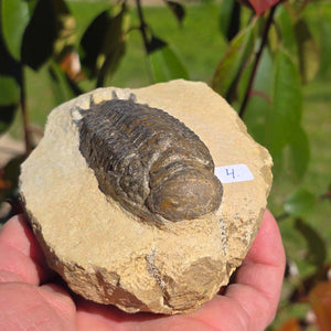 Echter Trilobit auf Muttergestein - Fossil aus Marokko – ca. 350 Mio. J., handpräpariert 11x9x5cm Nr. 4