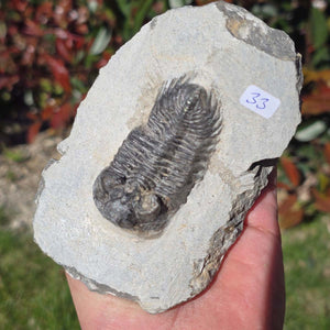Echter Trilobit auf Muttergestein - Fossil aus Marokko – ca. 350 Mio. J., handpräpariert 12x8x5cm Nr. 33.