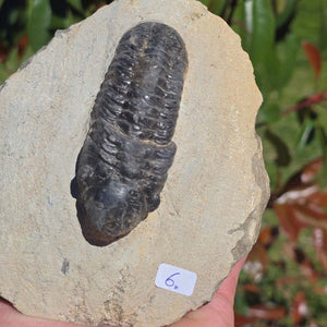 Echter Trilobit auf Muttergestein - Fossil aus Marokko – ca. 350 Mio. J., handpräpariert 13x11x6cm Nr. 6.