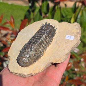 Echter Trilobit auf Muttergestein - Fossil aus Marokko – ca. 350 Mio. J., handpräpariert 14x9x4cm Nr. 23