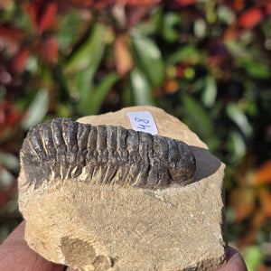 Echter Trilobit auf Muttergestein - Fossil aus Marokko – ca. 350 Mio. J., handpräpariert 7x8x4cm Nr. 48.