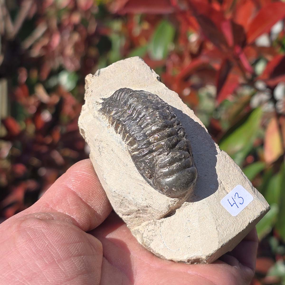 Echter Trilobit auf Muttergestein - Fossil aus Marokko – ca. 350 Mio. J., handpräpariert 9x5x4cm Nr. 43 in handgehaltener Aufnahme.