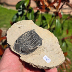 Echter Trilobit auf Muttergestein - Fossil aus Marokko – ca. 350 Mio. J., handpräpariert 12x9x5cm Nr. 16 in Hand