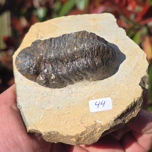Echter Trilobit auf Muttergestein - Fossil aus Marokko – ca. 350 Mio. J., handpräpariert 10x9x5cm Nr. 44.