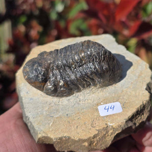 Echter Trilobit auf Muttergestein - Fossil aus Marokko – ca. 350 Mio. J., handpräpariert 10x9x5cm Nr. 44.