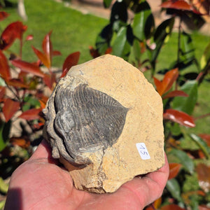 Echter Trilobit auf Muttergestein - Fossil aus Marokko – ca. 350 Mio. J., handpräpariert 11x10x5cm Nr. 15
