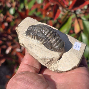Echter Trilobit auf Muttergestein - Fossil aus Marokko – ca. 350 Mio. J., handpräpariert 9x5x4cm Nr. 43 in der Hand.