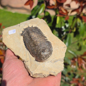 Echter Trilobit auf Muttergestein - Fossil aus Marokko – ca. 350 Mio. J., handpräpariert 13x9x5cm Nr. 25 in Hand