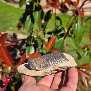 Echter Trilobit auf Muttergestein - Fossil aus Marokko – ca. 350 Mio. J., handpräpariert 11x8x4cm Nr. 14 in der Hand