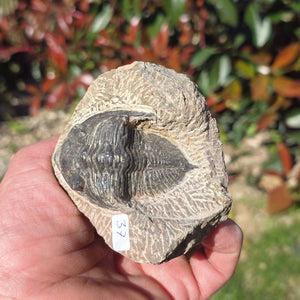 Echter Trilobit auf Muttergestein - Fossil aus Marokko – ca. 350 Mio. J., handpräpariert 8x7x5cm Nr. 37.