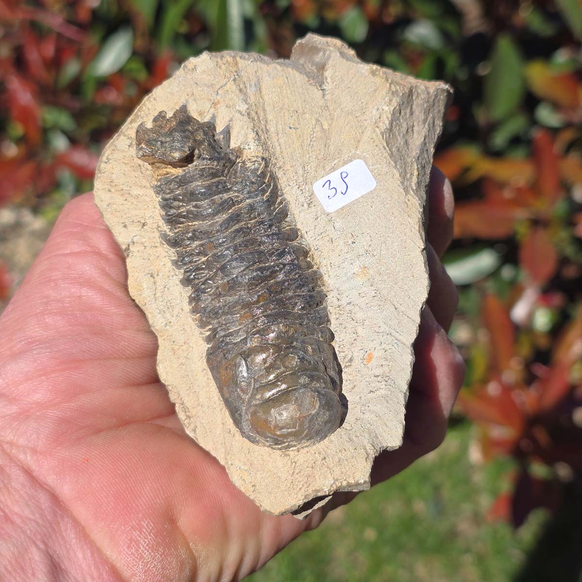 Echter Trilobit auf Muttergestein - Fossil aus Marokko – ca. 350 Mio. J., handpräpariert 11x8x5cm Nr. 39